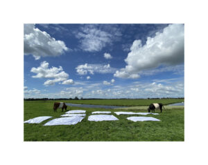 2 koeien, lakens en wolken (en 1 zwaan)©Huub van der Loo