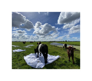 Koeien met lakens en wolken ©Huub van der Loo