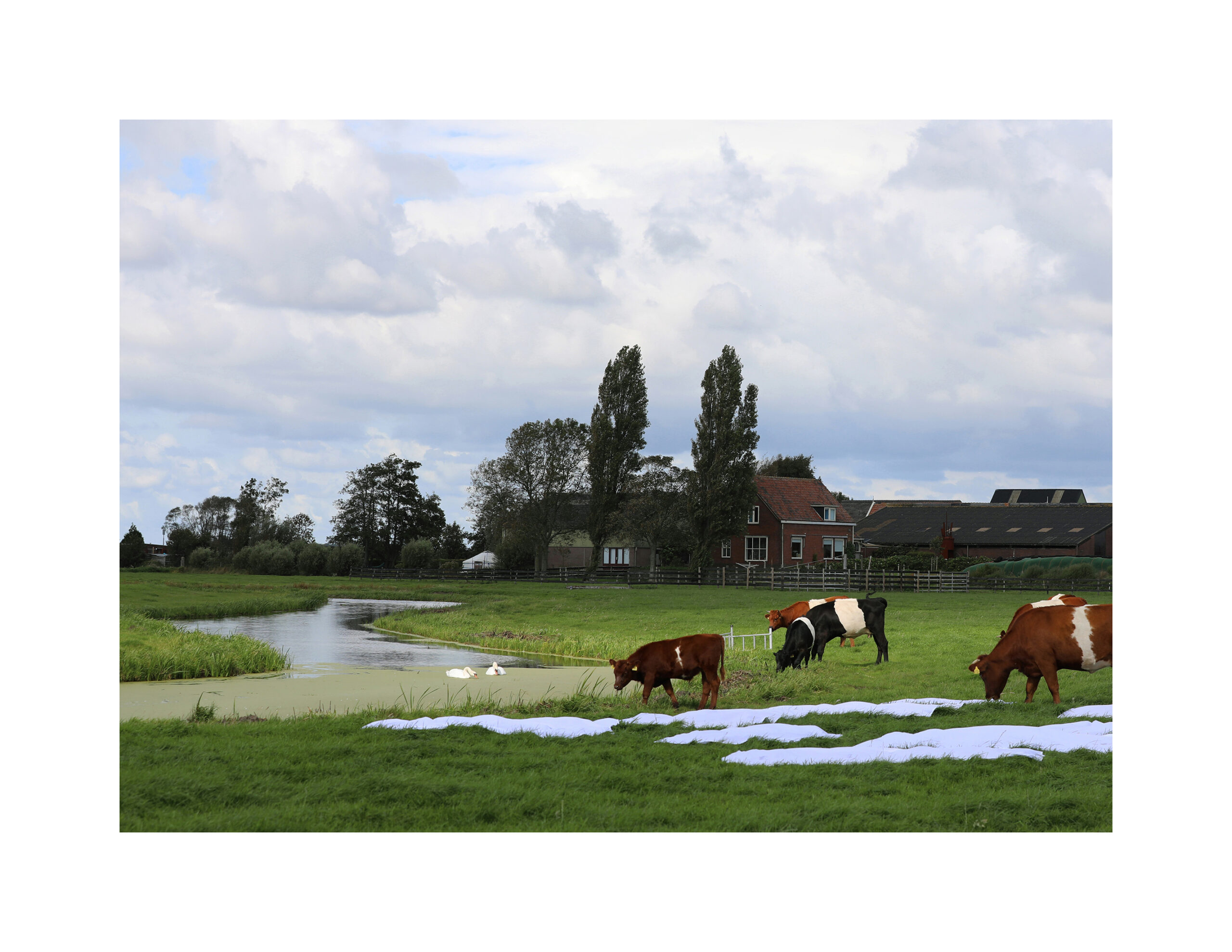 Lees meer over het artikel foto naar Ruisdael